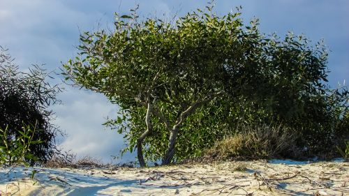 tree sand dunes