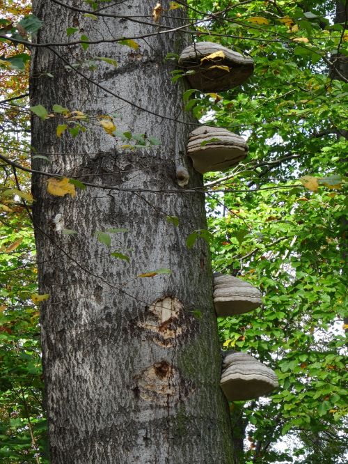 tree nature mushrooms