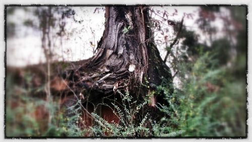 tree base trunk