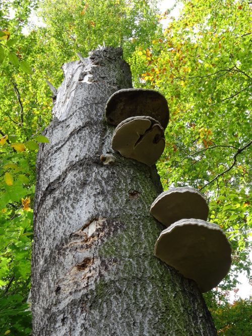 tree nature mushrooms