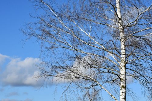 tree birch sky