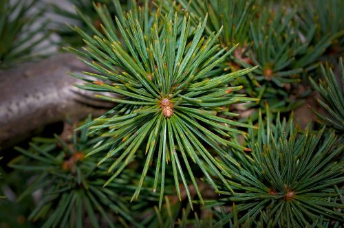 tree needles conifer
