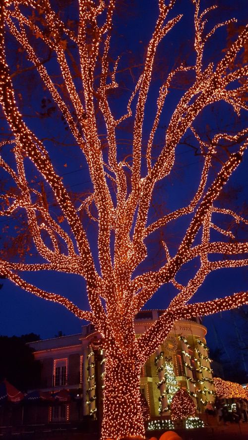 tree christmas lights lights