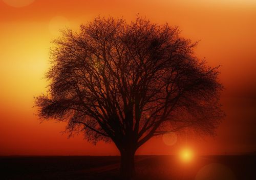 tree solitary sunset