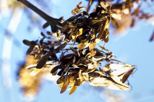 tree branch leaf