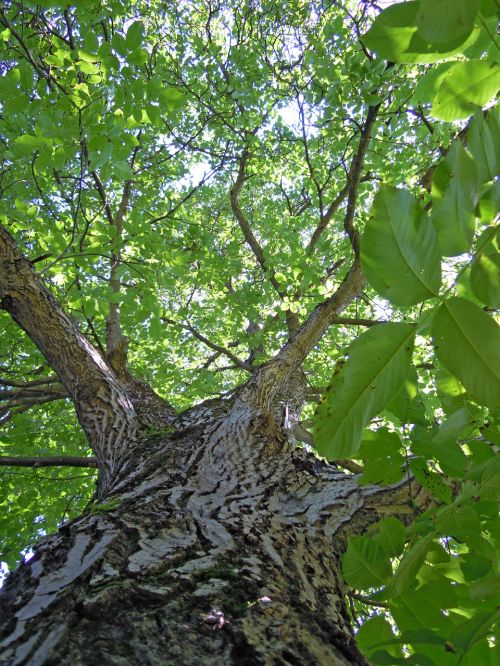 tree walnut tree leaves
