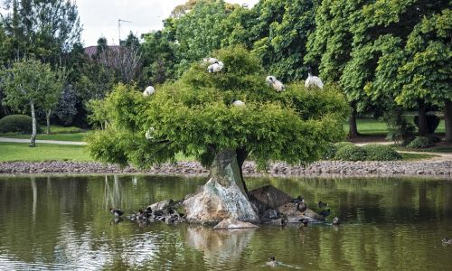 tree garden lake