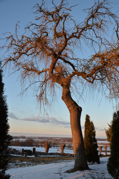 tree cemetery evening sun