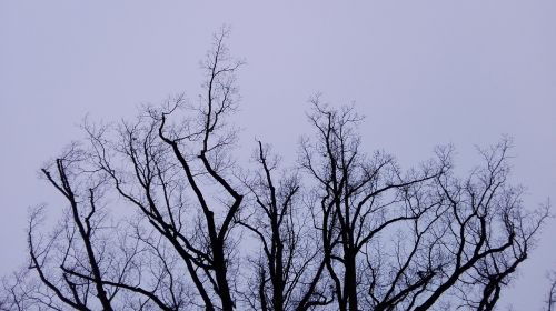 tree winter sky