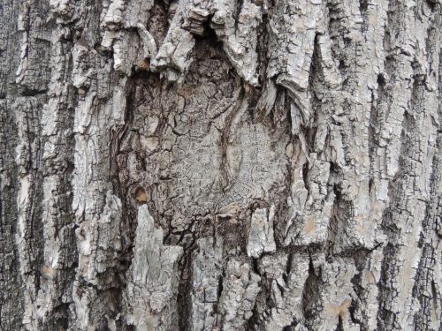 tree bark texture