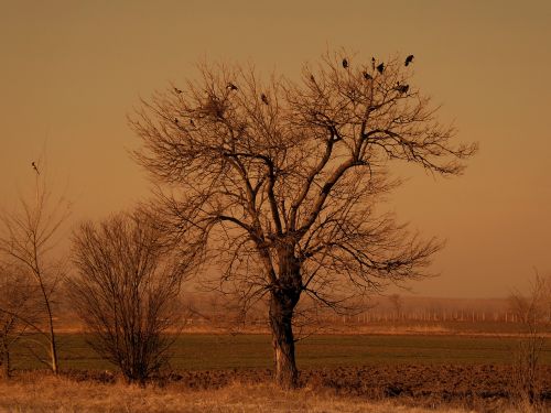 tree birds dry