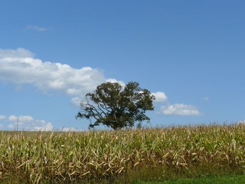 tree lonely field