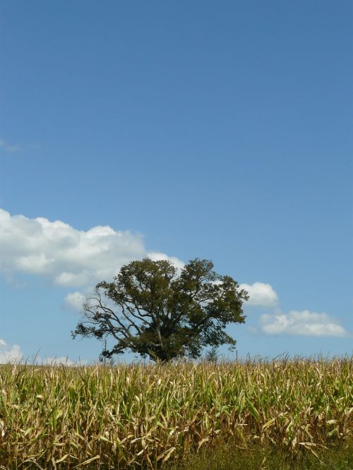 tree lonely field