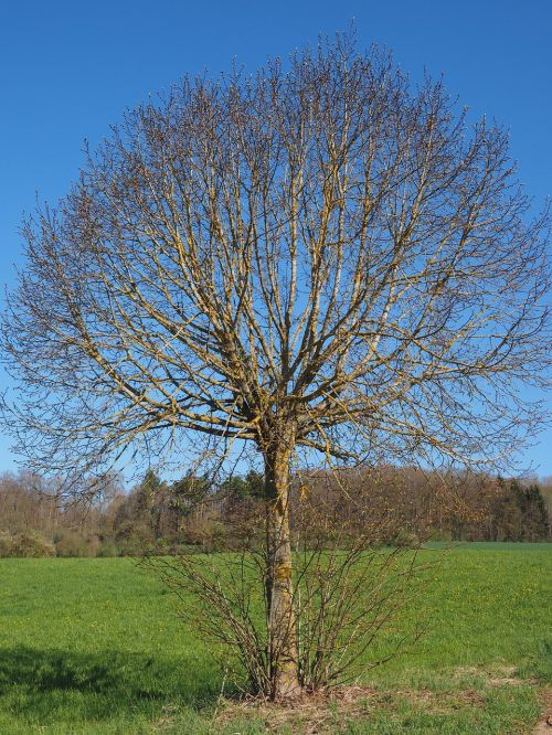 tree kahl spring