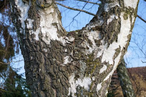 tree log birch