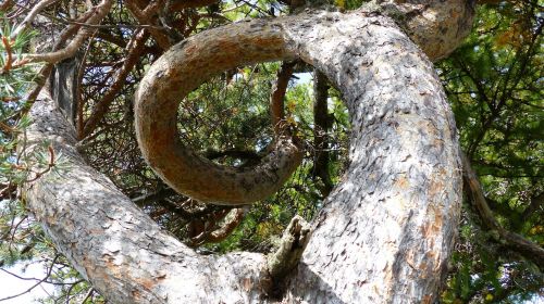 tree tree trunk twist