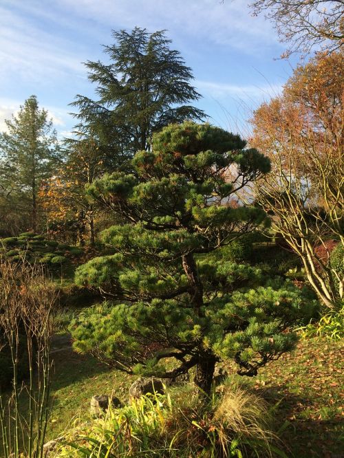 tree light sun