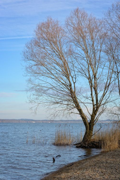 tree individually winter