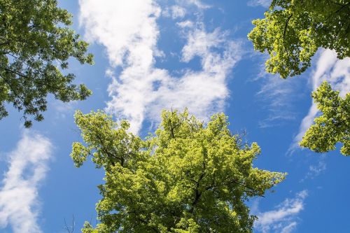 tree sky blue