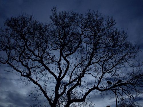 tree night darkness