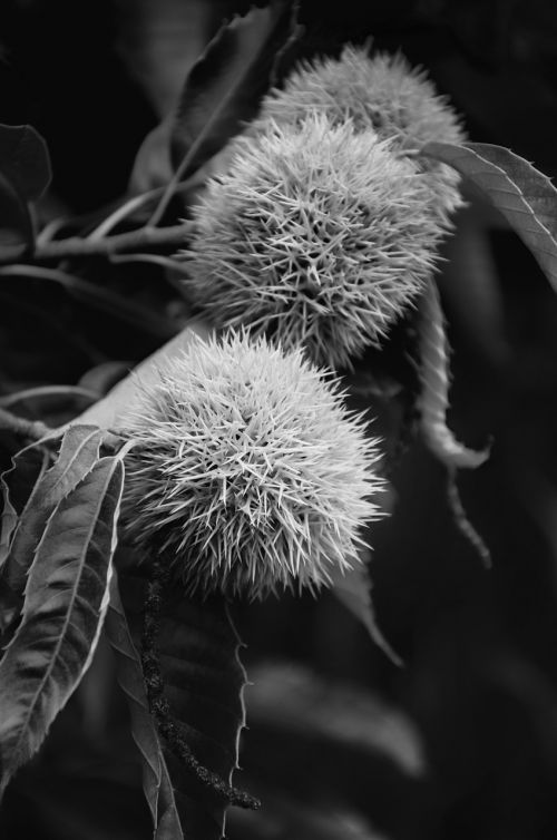 tree nature plant