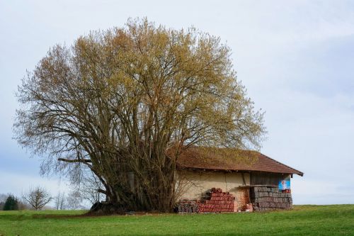 tree bush hut