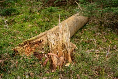 tree tribe tree stump