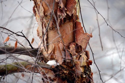 tree snow branch