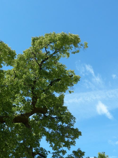 tree branch sky