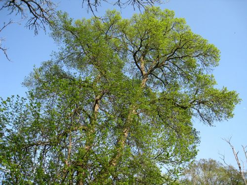 tree greenery spring