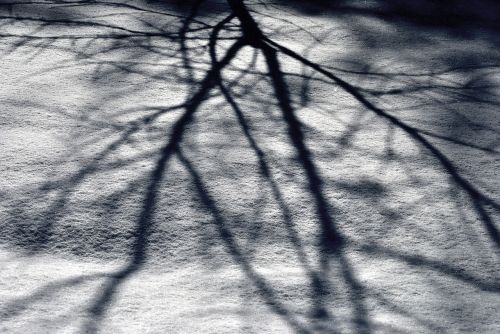 tree shadow snow