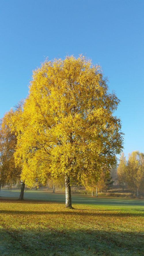 tree yellow autumn