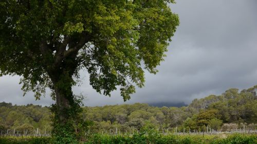 tree nature landscape