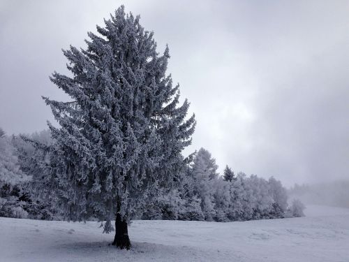 tree snowy snow