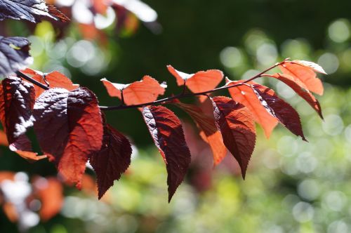 tree red leaves