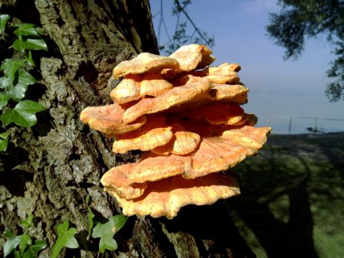 tree mushroom mushrooms on tree