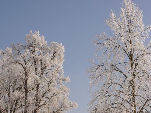 tree winter snow