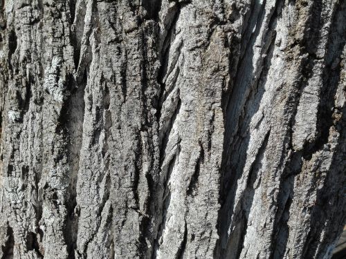 tree wood bark