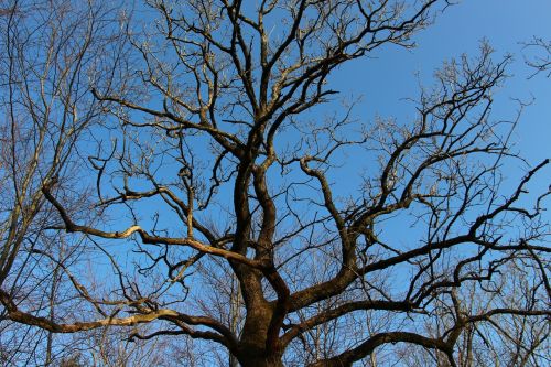 tree wood fall