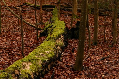 tree forest natureworld