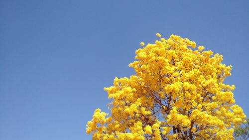 tree ipê spring