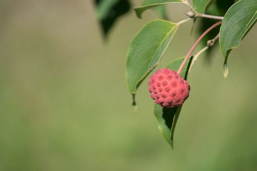 tree dogwood seed