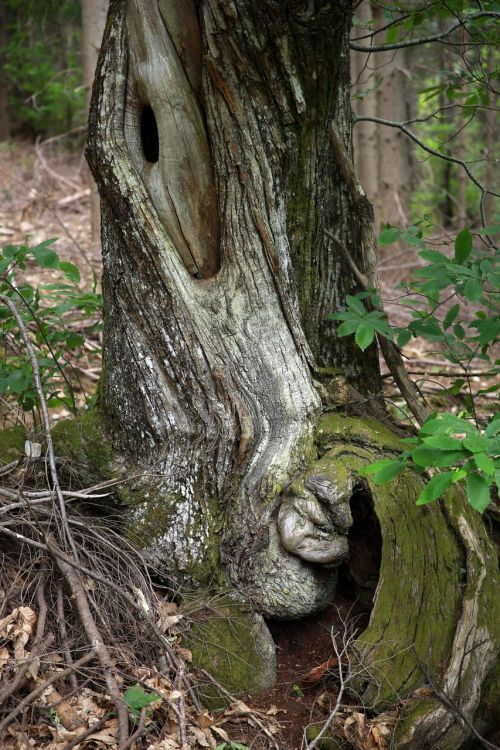 tree tree trunk nature