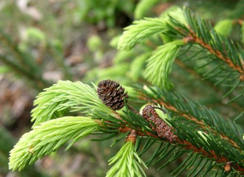 tree tap needles