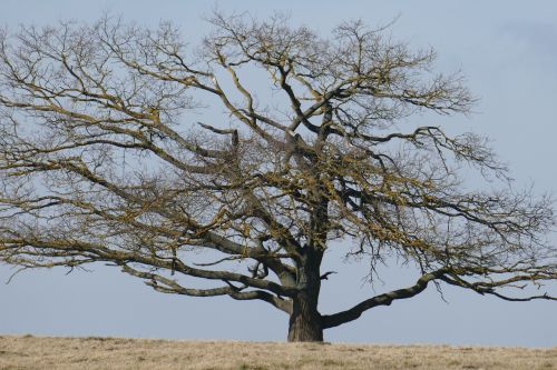 tree meadow nature