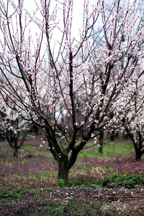 tree flowers spring