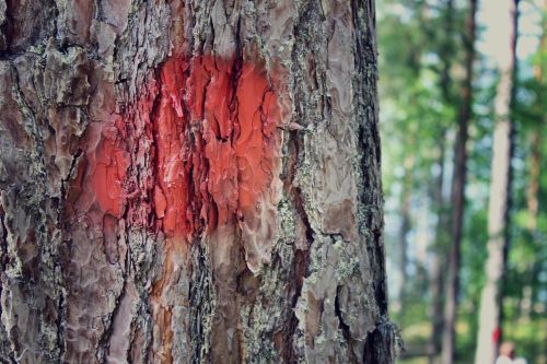 tree red marked tree