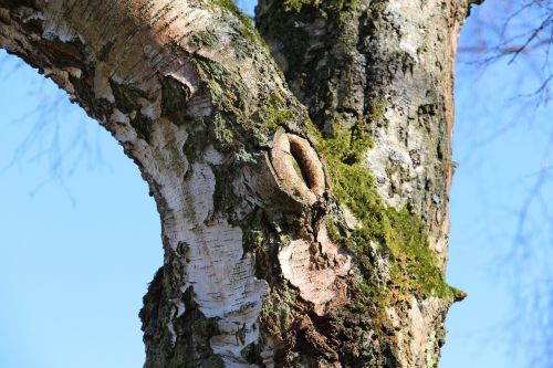 tree birch nature