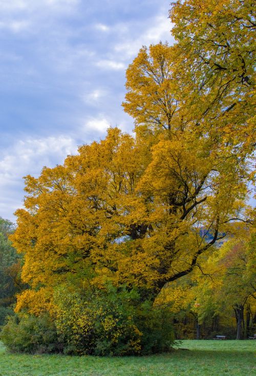 tree autumn tree in the fall