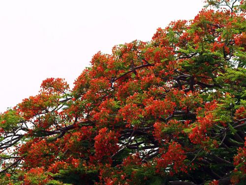 tree flower red